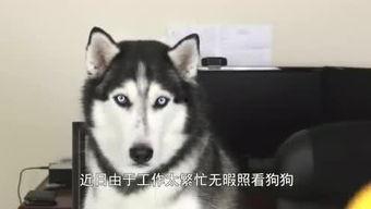 哈士奇游戏爆料视频,神秘元素与刺激冒险即将开启！  第3张